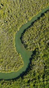 Drone shot of mangrove forest with winding estuary waterway