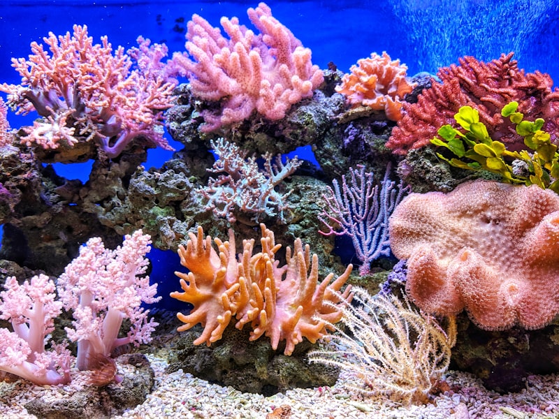 Coral restoration underwater