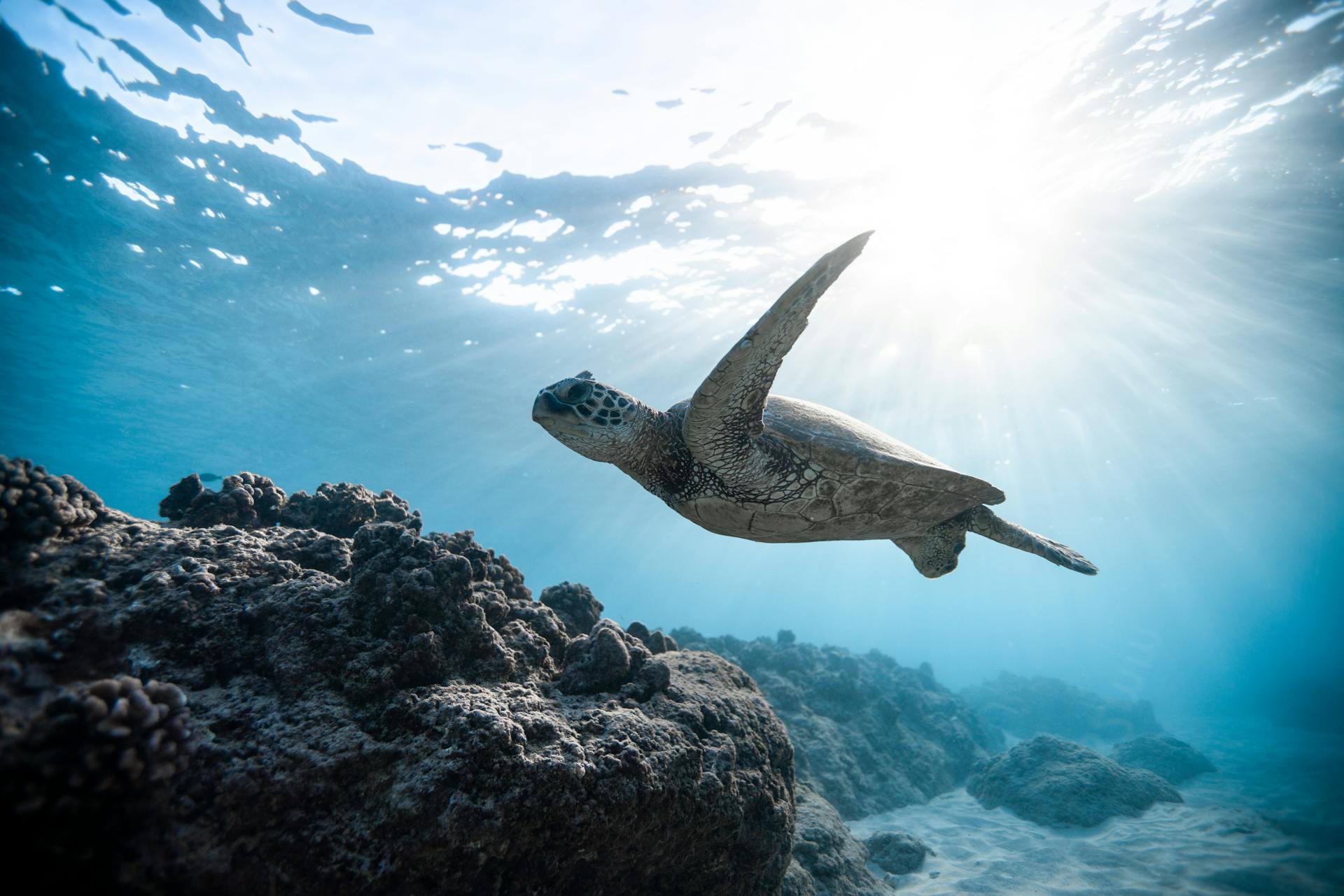 Sea turtle swimming in ocean